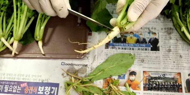 Trim the young summer radishes — step photo 2