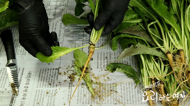Clean the bitter lettuce — step photo 1