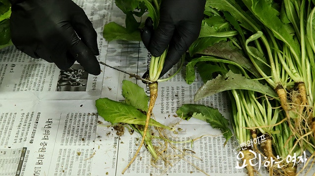 Clean the bitter lettuce — step photo 2