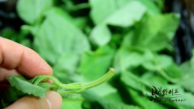 Trim the baby perilla leaves — step photo 1