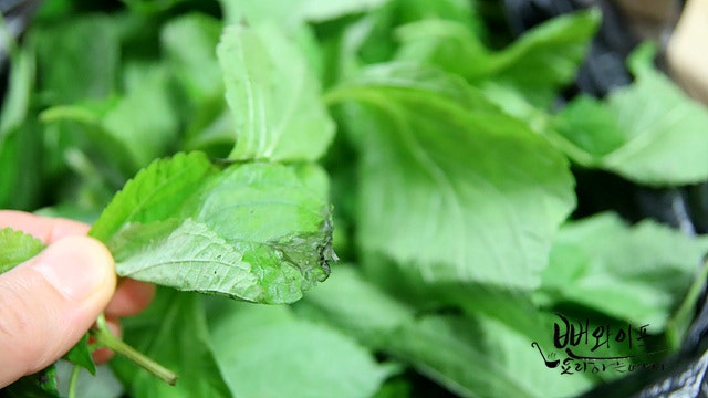 Trim the baby perilla leaves — step photo 2