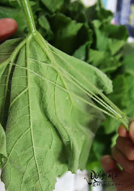 Clean the pumpkin leaves — step photo 1