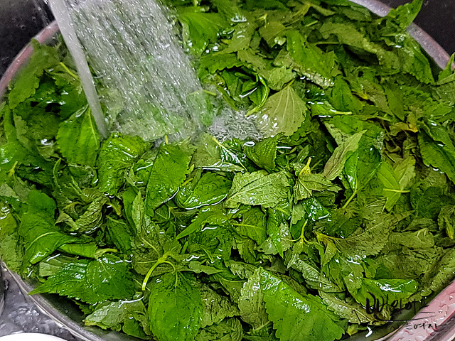 Wash the baby perilla leaves — step photo 4