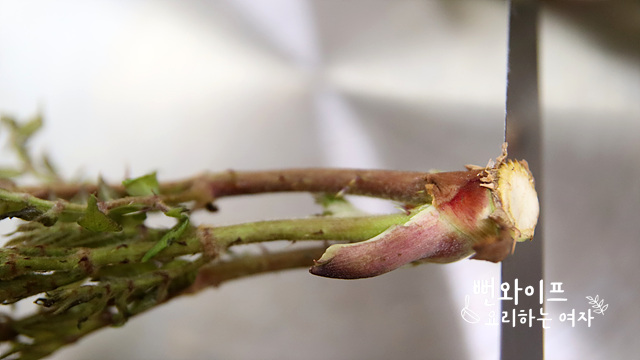 Prepare the shoots — step photo 1